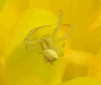 Thomisus onustus